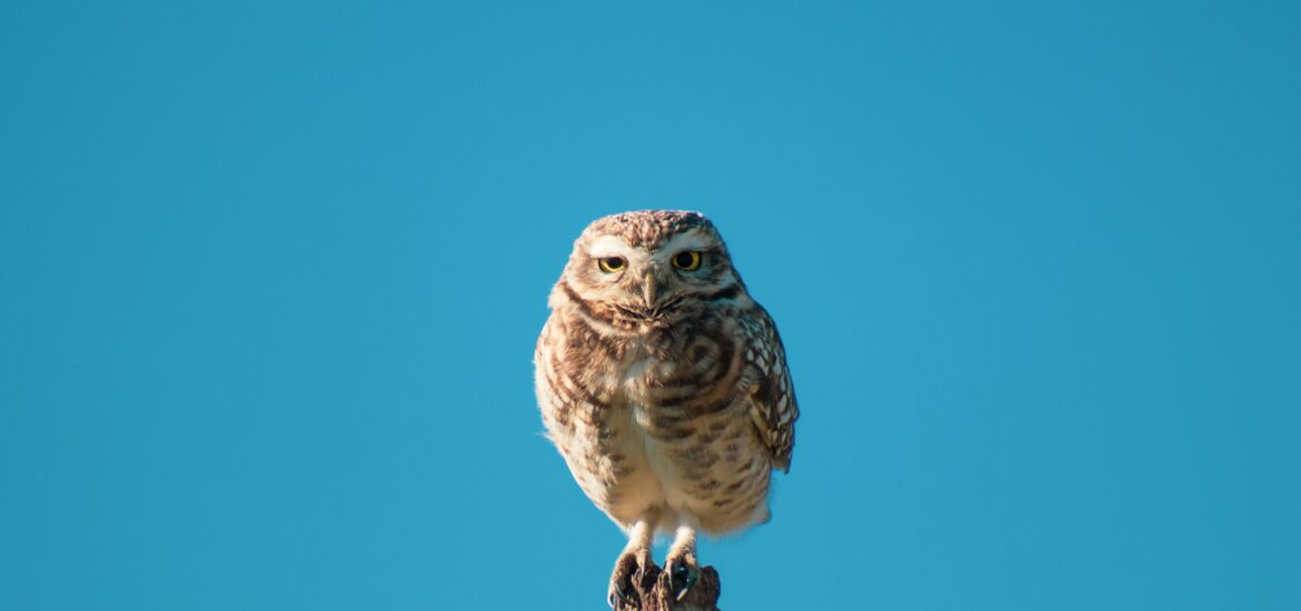 a photo of an owl perched on a post with a blue sky background